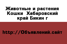 Животные и растения Кошки. Хабаровский край,Бикин г.